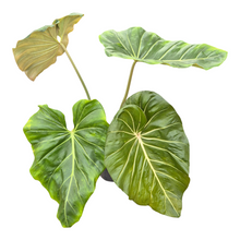 Philodendron Gloriosum x Maximum