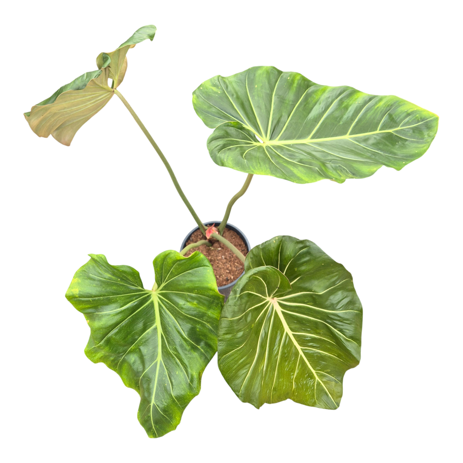 philodendron gloriosum x verrucosum Philodendron Gloriosum x Maximum