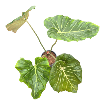philodendron gloriosum petiole Philodendron Gloriosum x Maximum – Casa Botanica