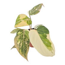 Philodendron Gloriosum Variegata LIVE SALE 1