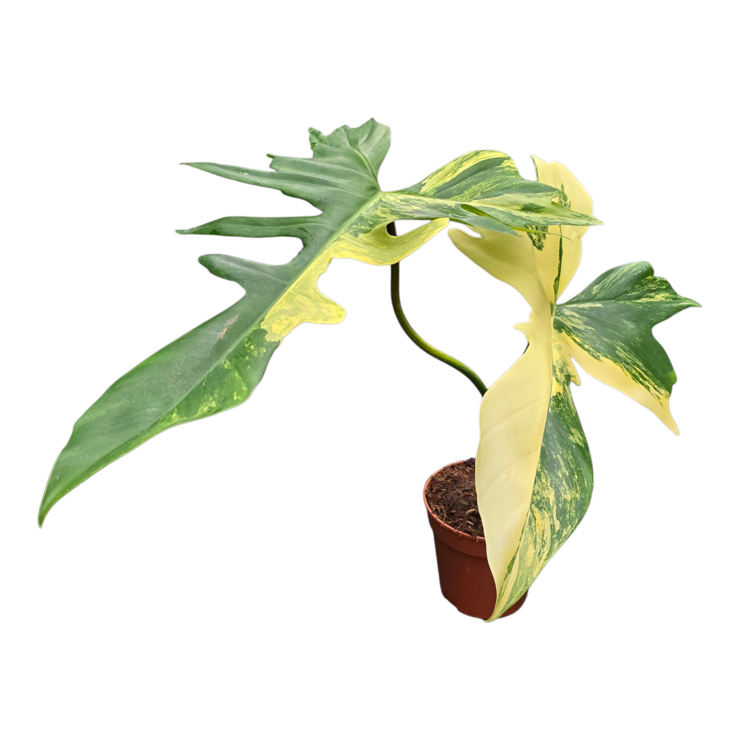 Philodendron Kitina
