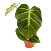 Philodendron Luxurians