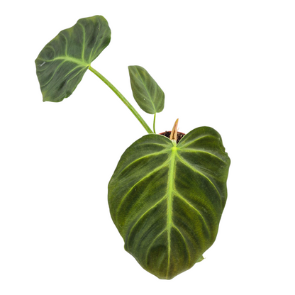 Philodendron Luxurians