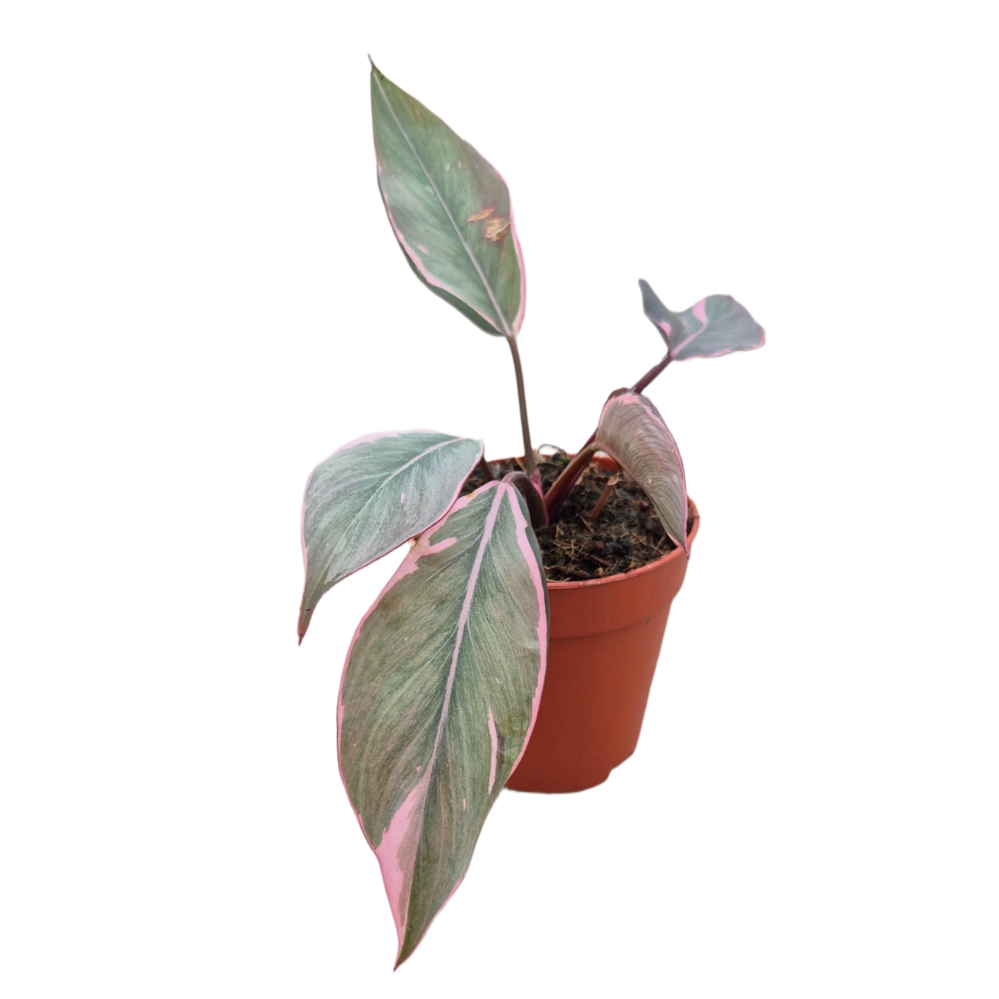 Philodendron Pink Princess Mutation