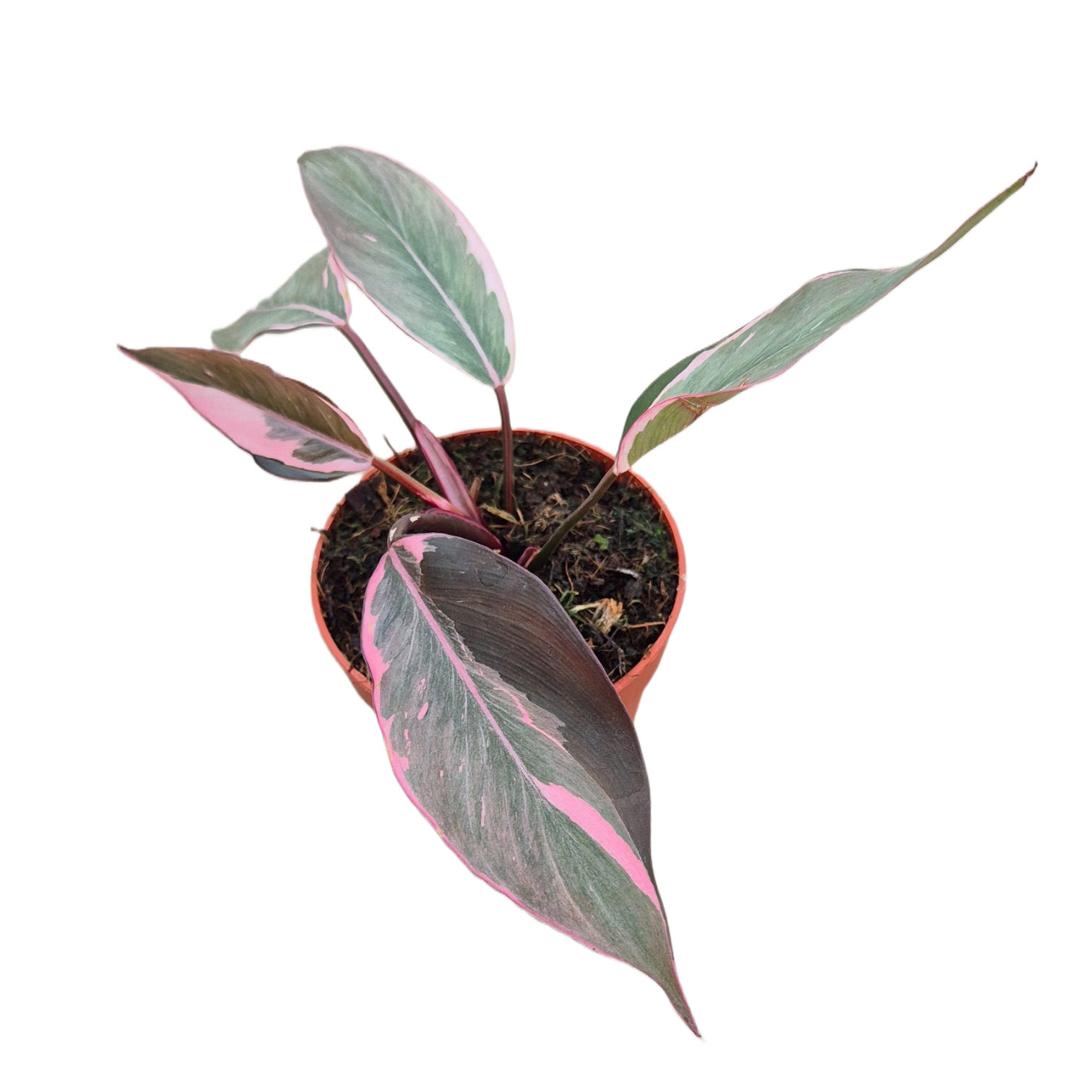 Philodendron Pink Princess Mutation – Casa Botanica