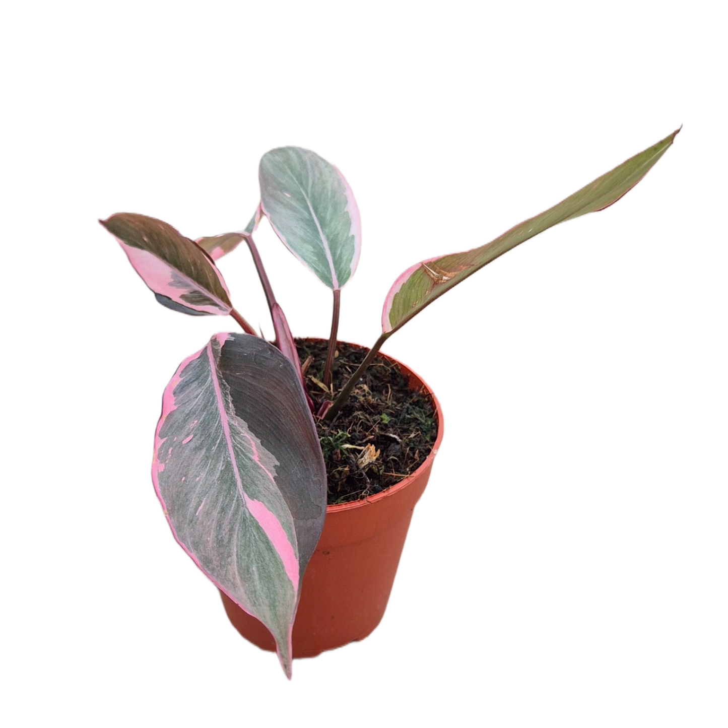 Philodendron Pink Princess Mutation