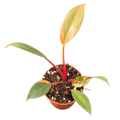 Philodendron Red Congo Variegata