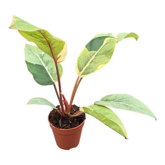 Philodendron Shady Lady
