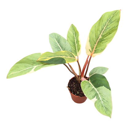 Philodendron Shady Lady