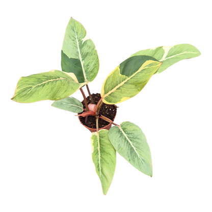 Philodendron Shady Lady