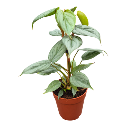 Philodendron Sodiroi