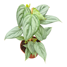 Philodendron Sodiroi