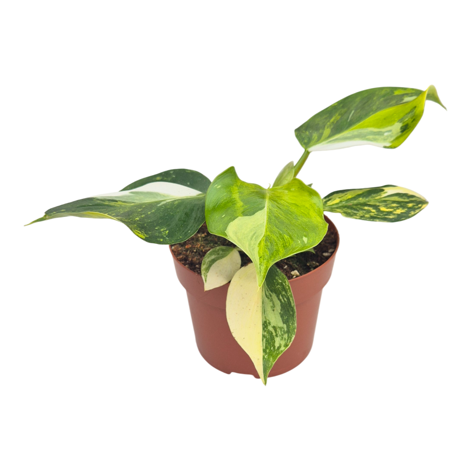 philodendron white wizard big Philodendron White Wizard Tricolor – Casa Botanica