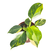 Philodendron White Wizard Tricolor
