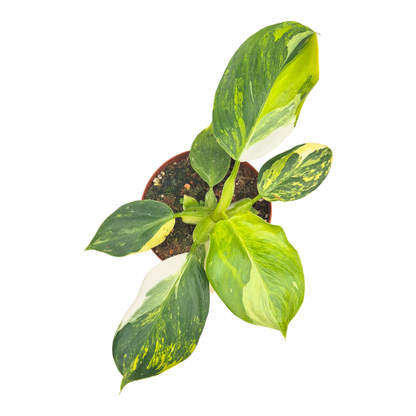 Philodendron White Wizard Tricolor