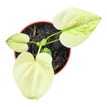 Philodendron Angela Mint