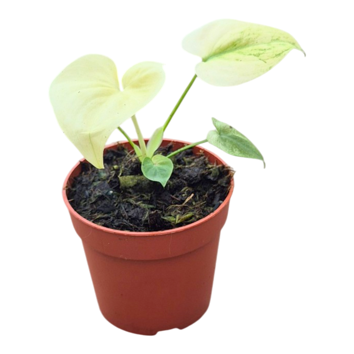 Philodendron Angela Mint