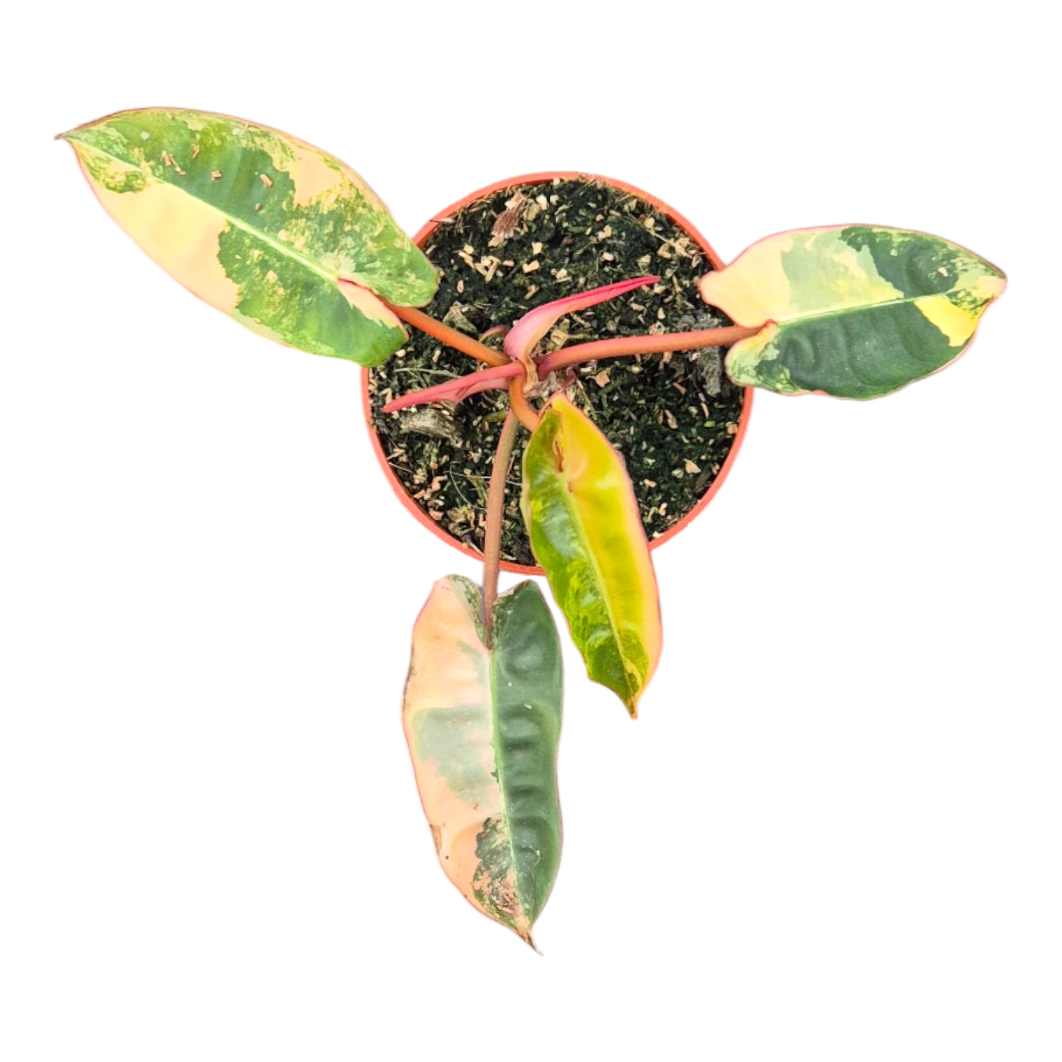 philodendron grimpant toxique Philodendron Billietiae Variegata