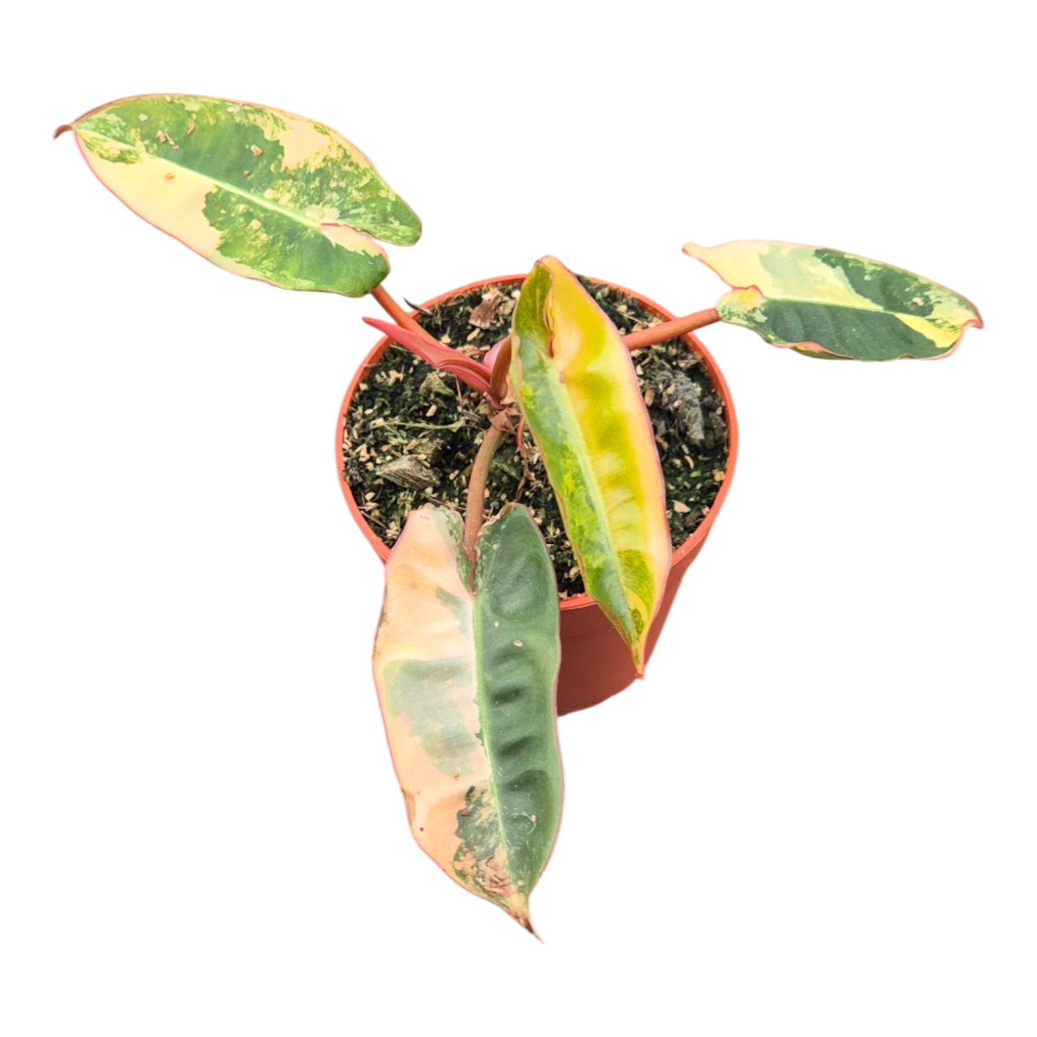 philodendron billietiae juvenile Philodendron Billietiae Variegata