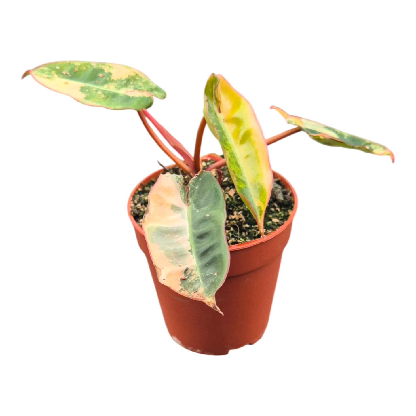 Philodendron Billietiae Variegata
