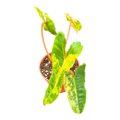 Filodendron Billietiae Variegata