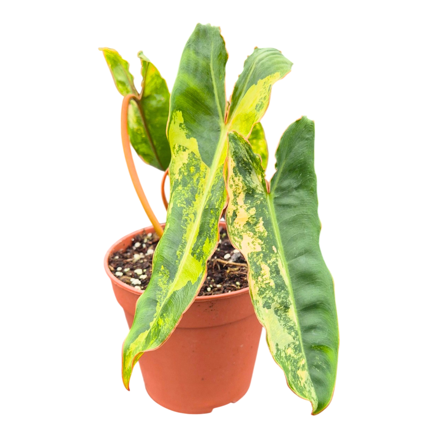 Filodendron Billietiae Variegata