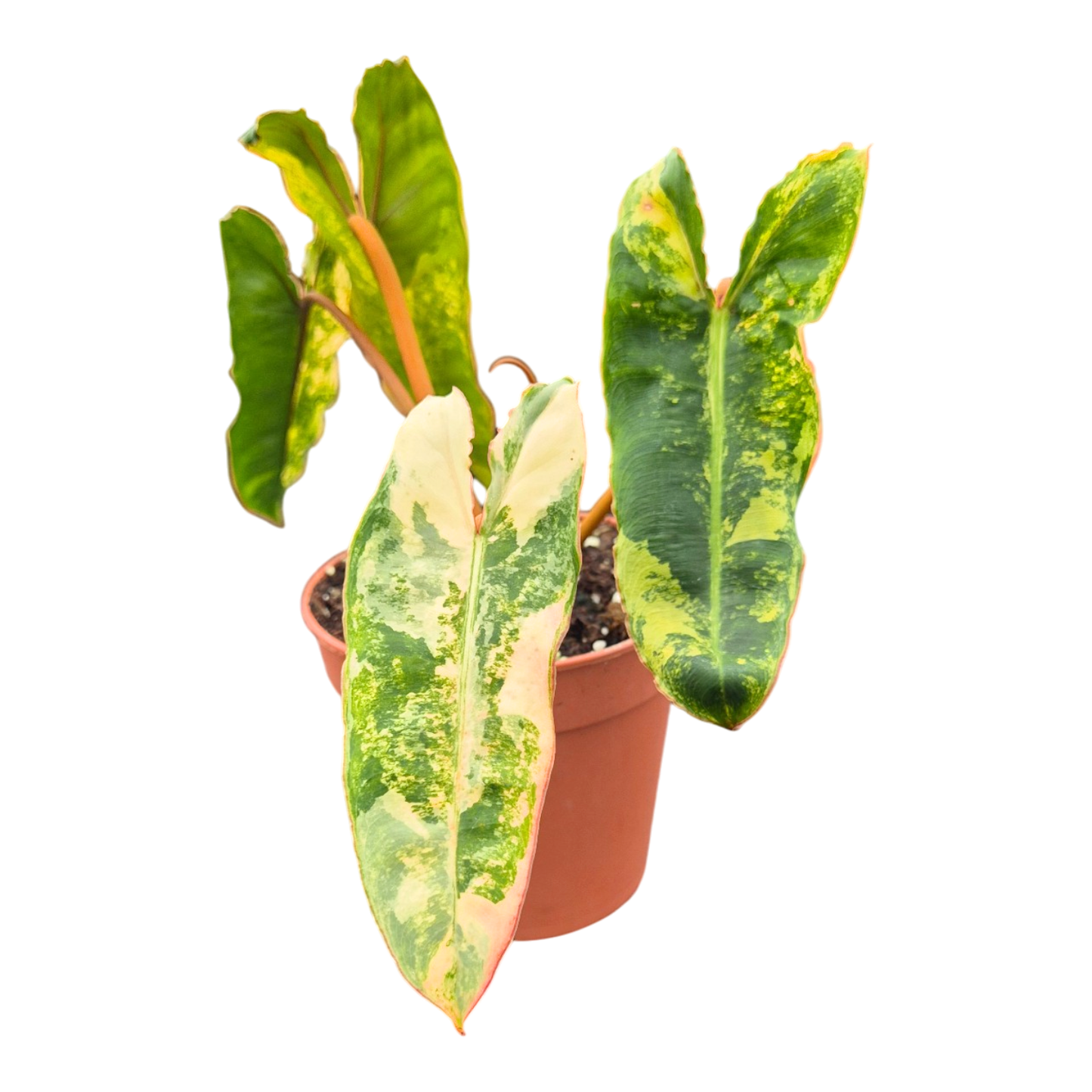 Filodendron Billietiae Variegata