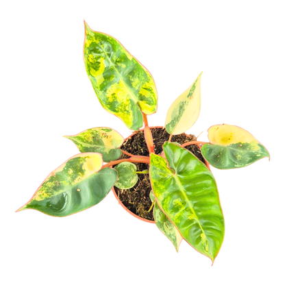 Philodendron Billietiae Variegata