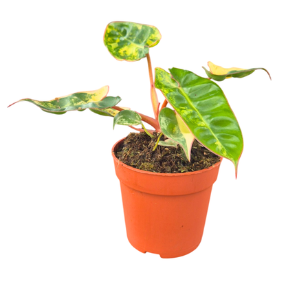Philodendron Billietiae Variegata