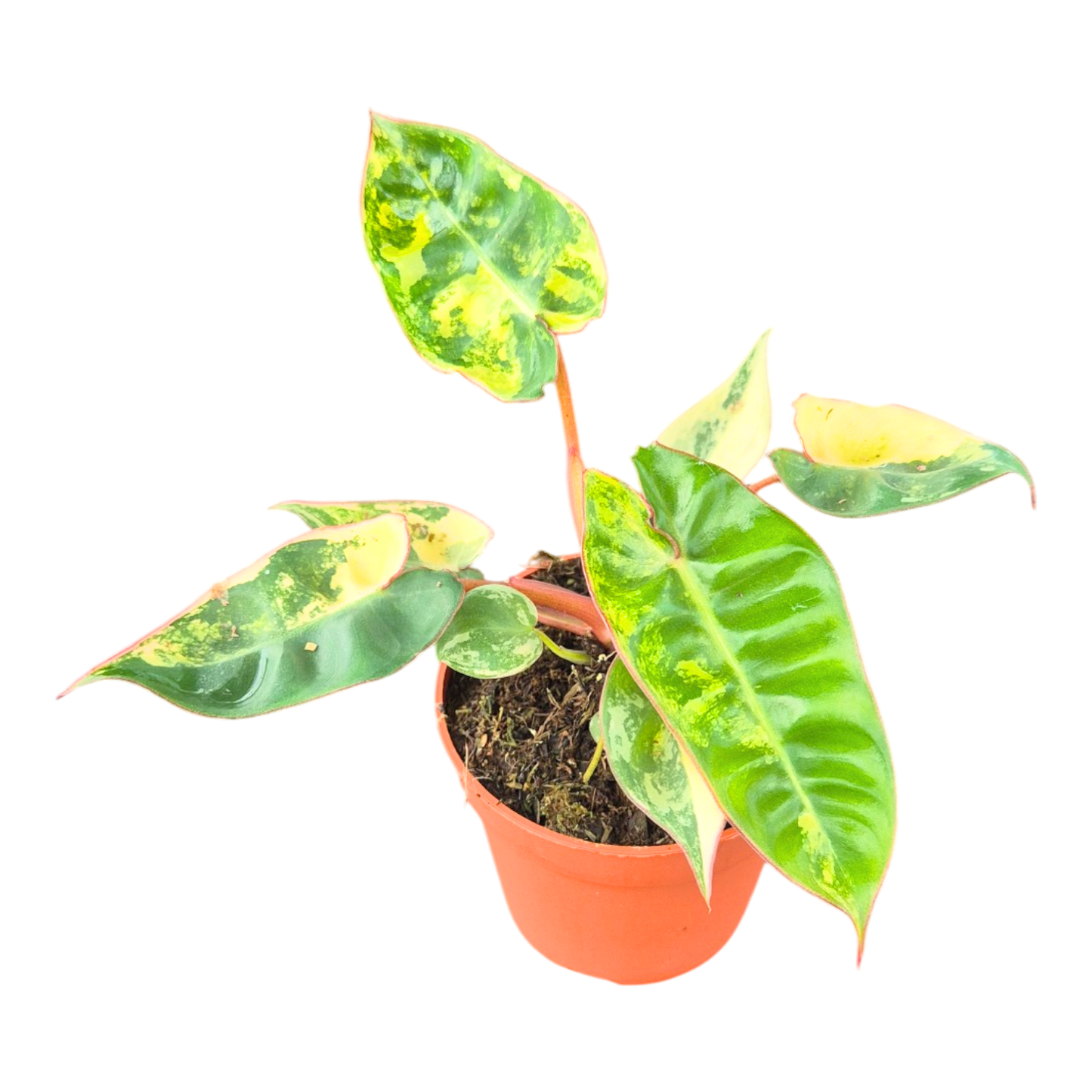 Philodendron Billietiae Variegata
