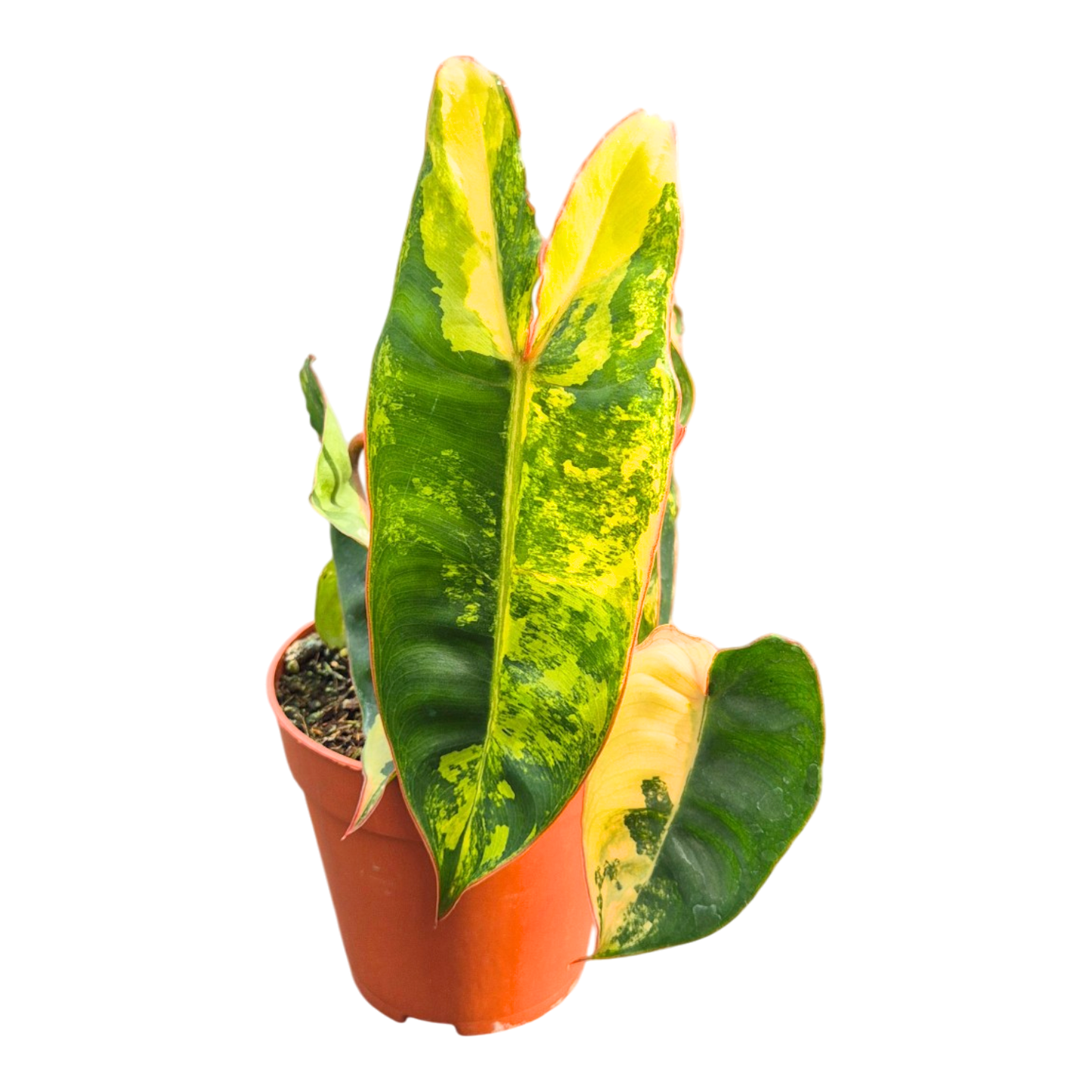 Philodendron Billietiae Variegata