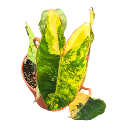 Philodendron Billietiae Variegata