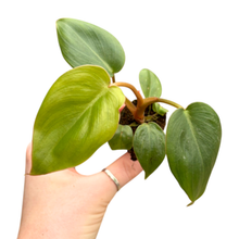 Philodendron Billietiae x Pastazanum