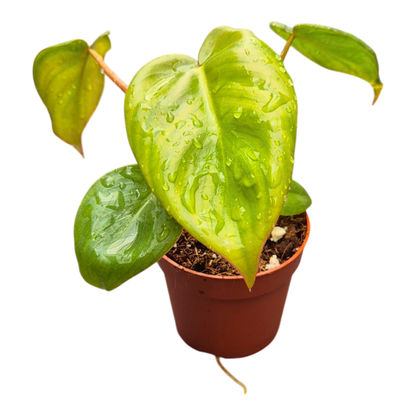 Filodendron Billietiae x Pastazanum 'Billienum'