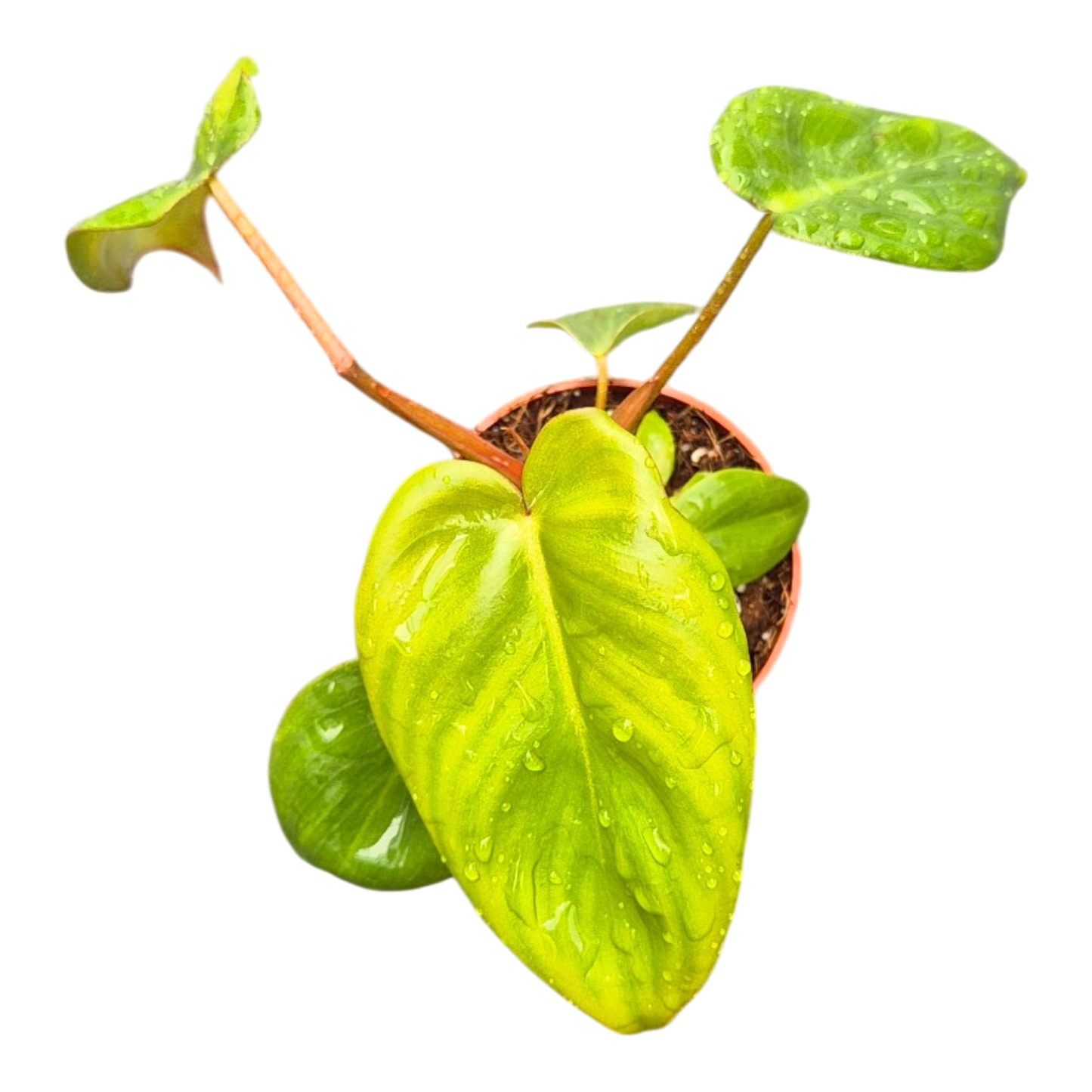 Filodendron Billietiae x Pastazanum 'Billienum'