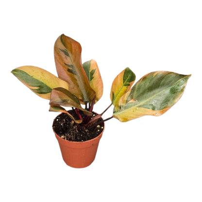 Philodendron Black Cardinal Variegata