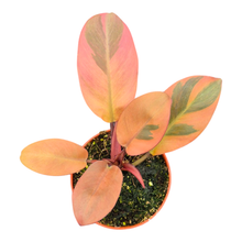 黑樞木葉喜林芋（斑葉品種）