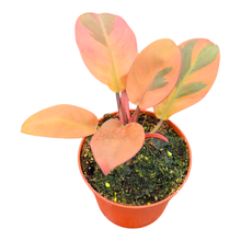 黑樞木葉喜林芋（斑葉品種）