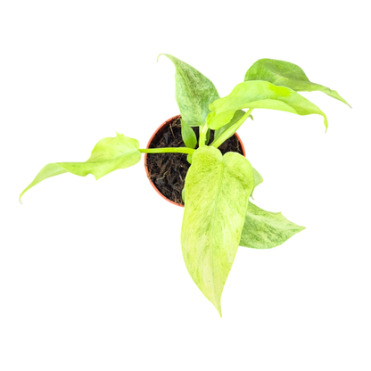 Philodendron Bob Cee Variegata