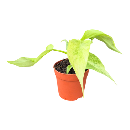 Philodendron Bob Cee Variegata