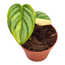 Philodendron Brandtianum Variegata