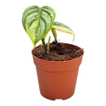 Philodendron Brandtianum Variegata