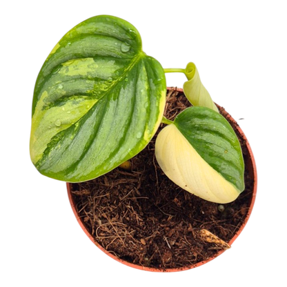 Philodendron Brandtianum Variegata