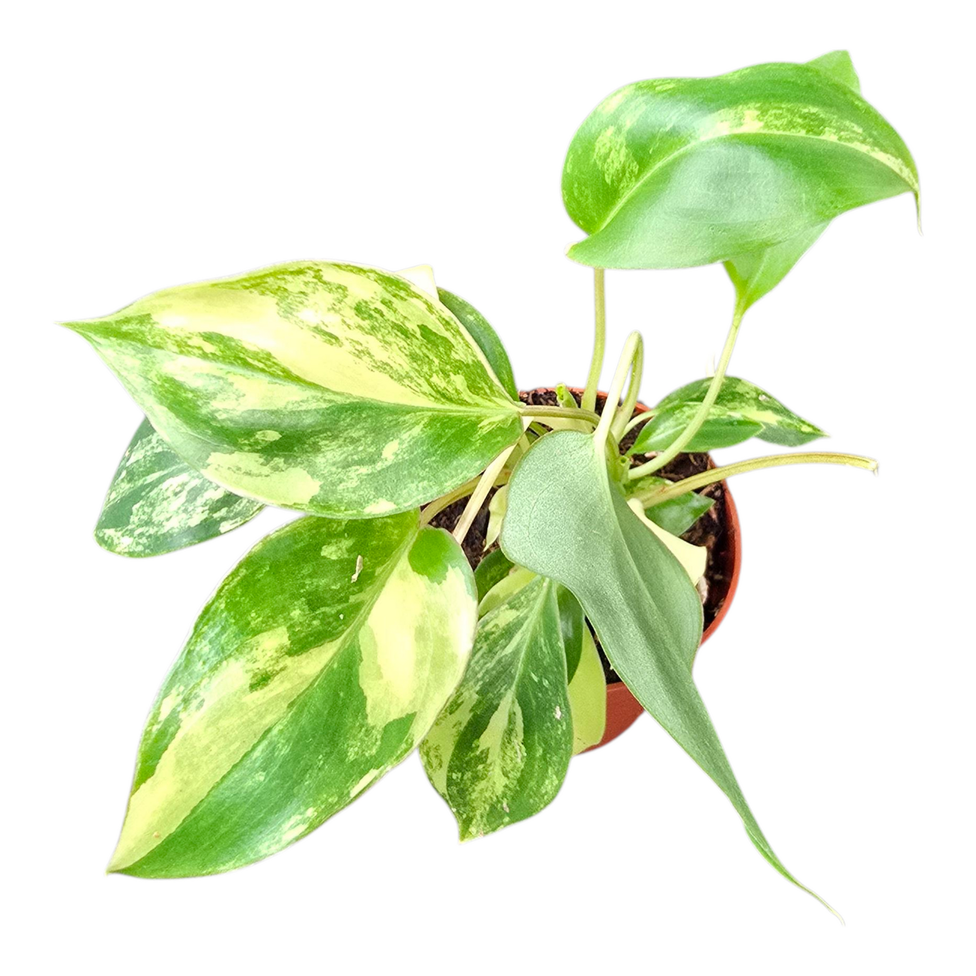 Philodendron Burle Marx Variegata – Casa Botanica
