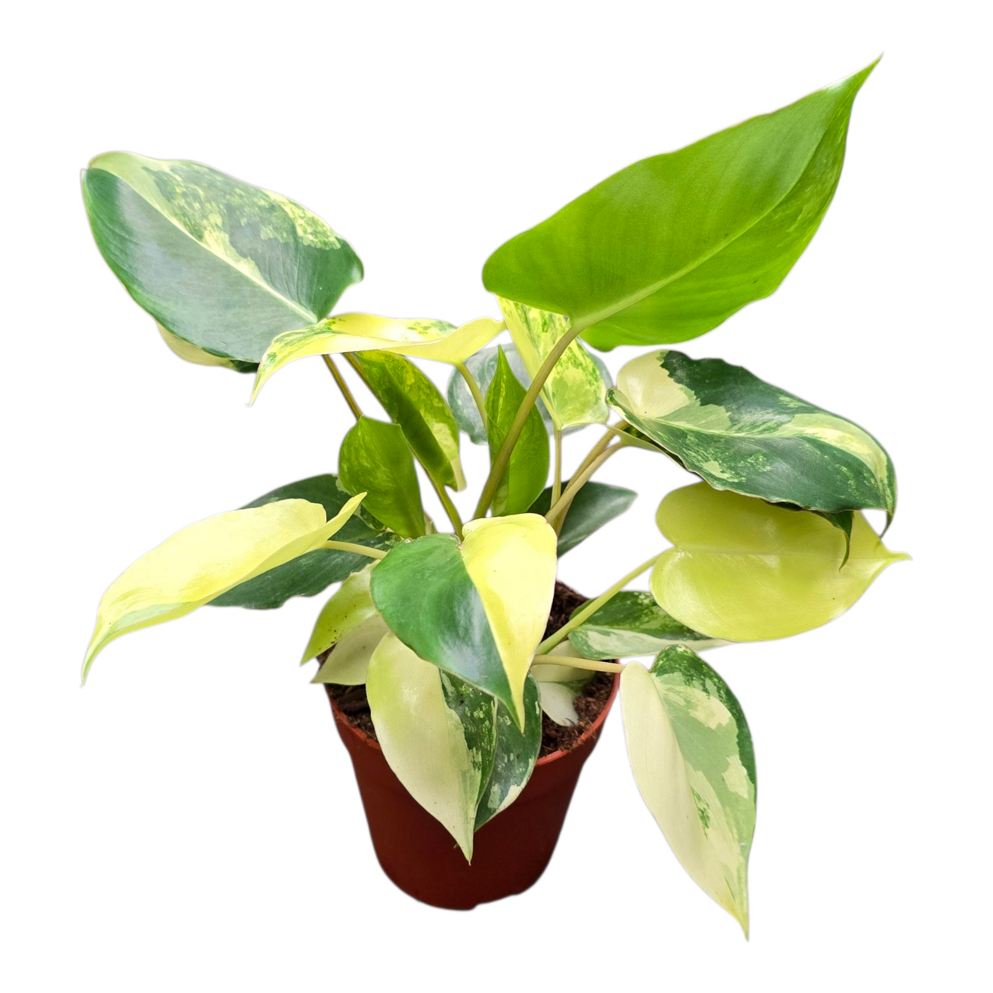 philodendron brasil variegata Philodendron Burle Marx Variegata