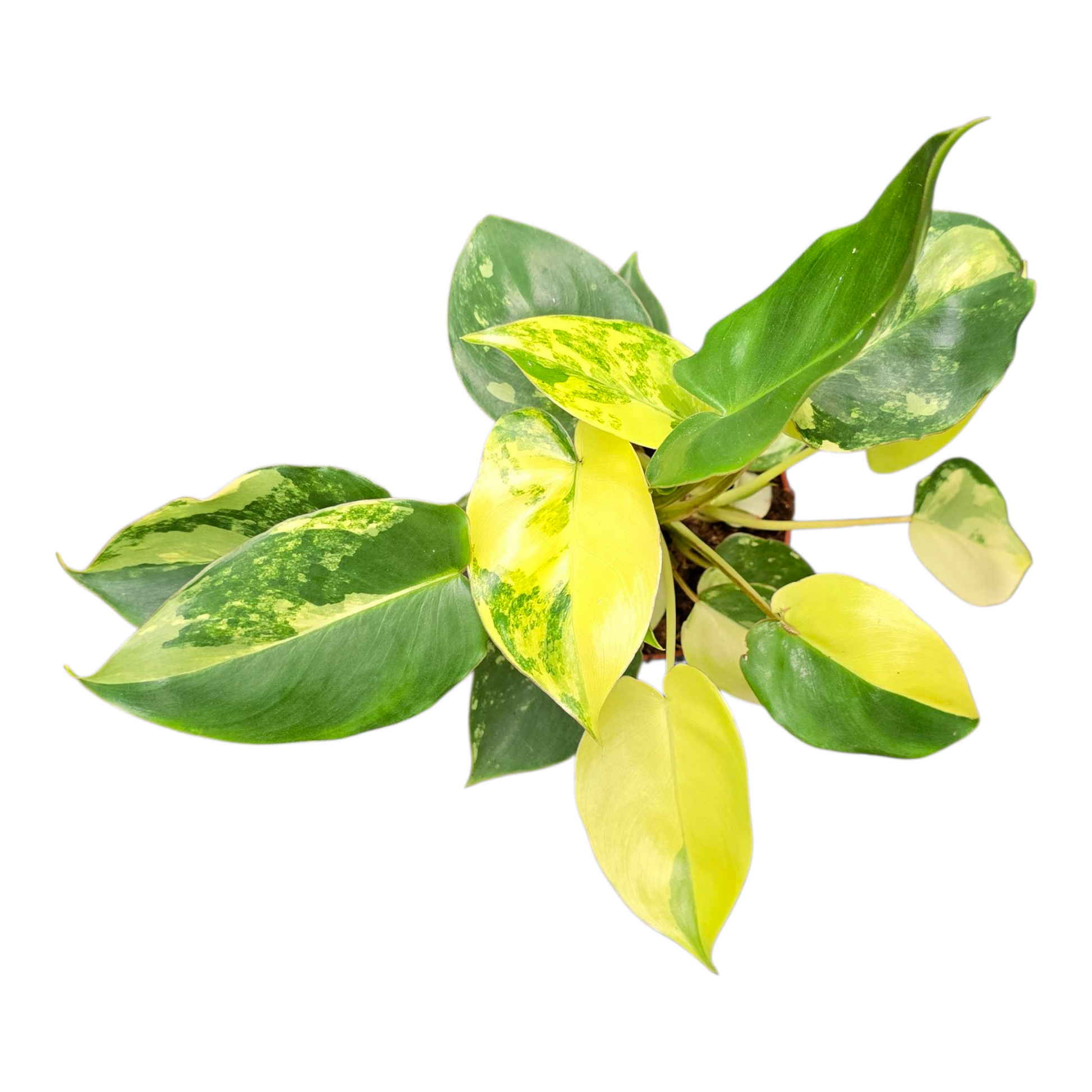philodendron burle marx australia Philodendron Burle Marx Variegata – Casa Botanica