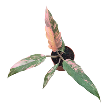 Philodendron Caramel Marble