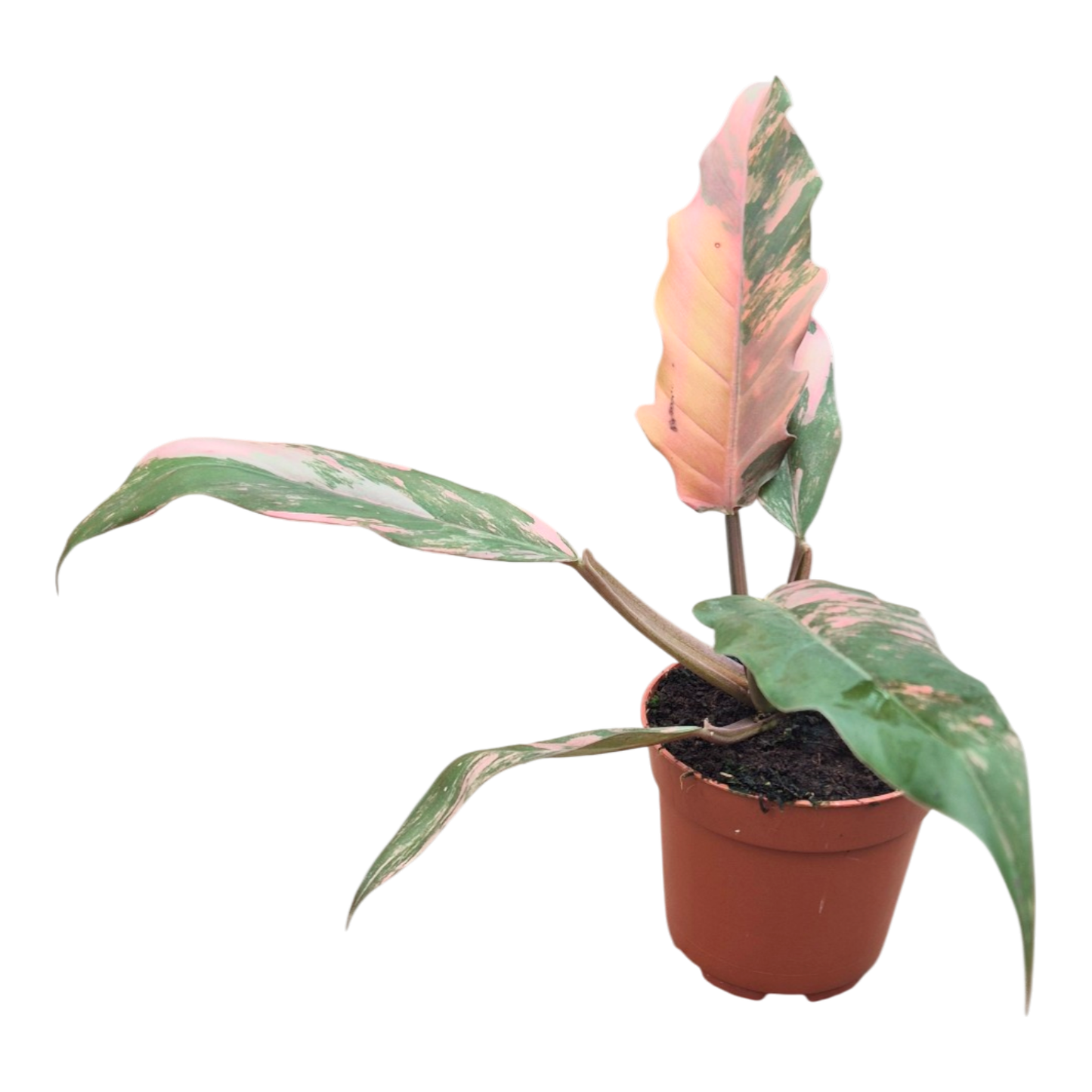 Philodendron Caramel Marble