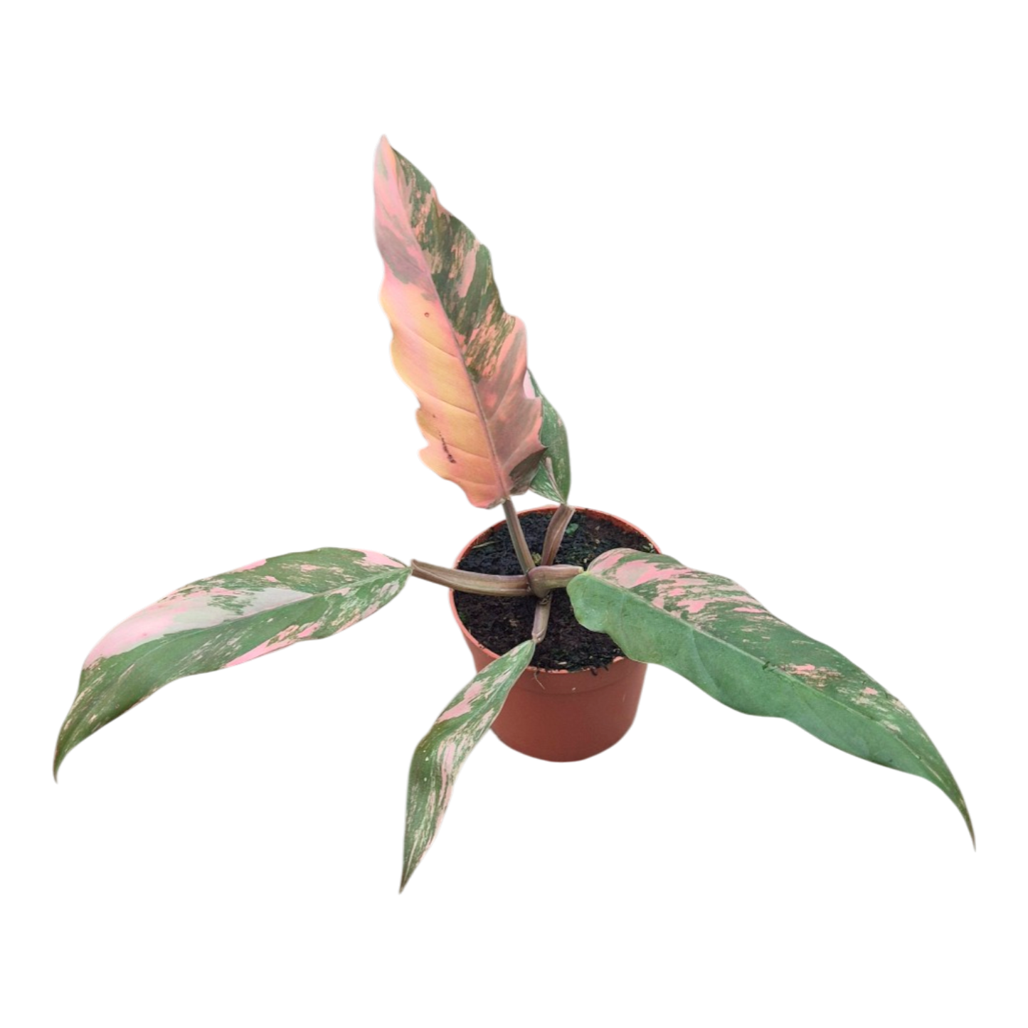 Philodendron Caramel Marble