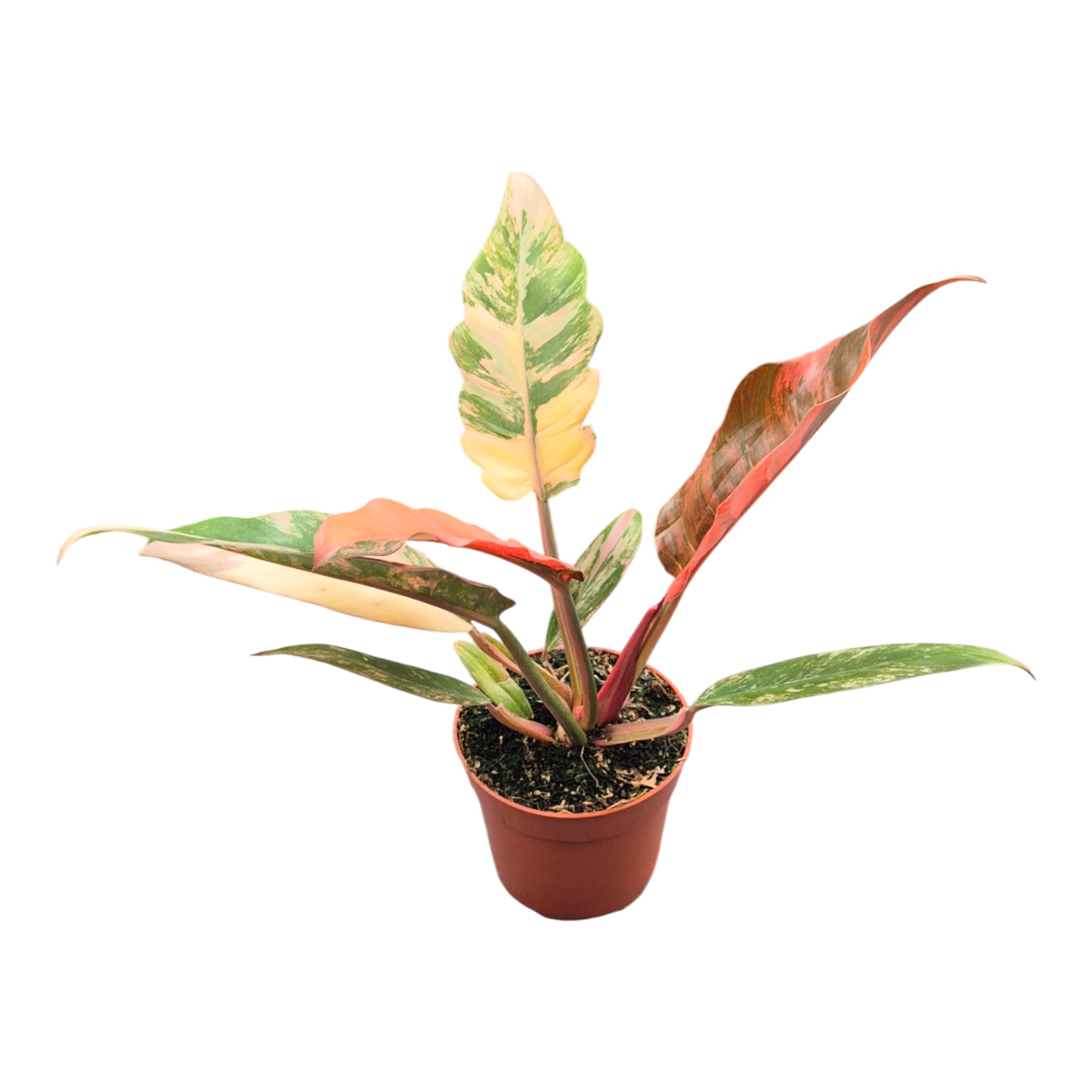 Philodendron Caramel Marble
